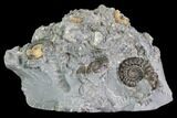 Ammonite (Promicroceras) Cluster - Somerset, England #86231-1